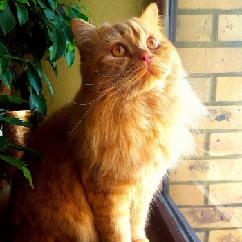 chat British Longhair red Litchi Chatterie des Folies d’Enjie