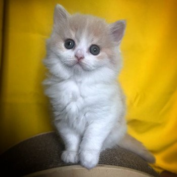chaton British Longhair cream bicolor Saperlipopette des Folies d’Enjie Chatterie des Folies d’Enjie